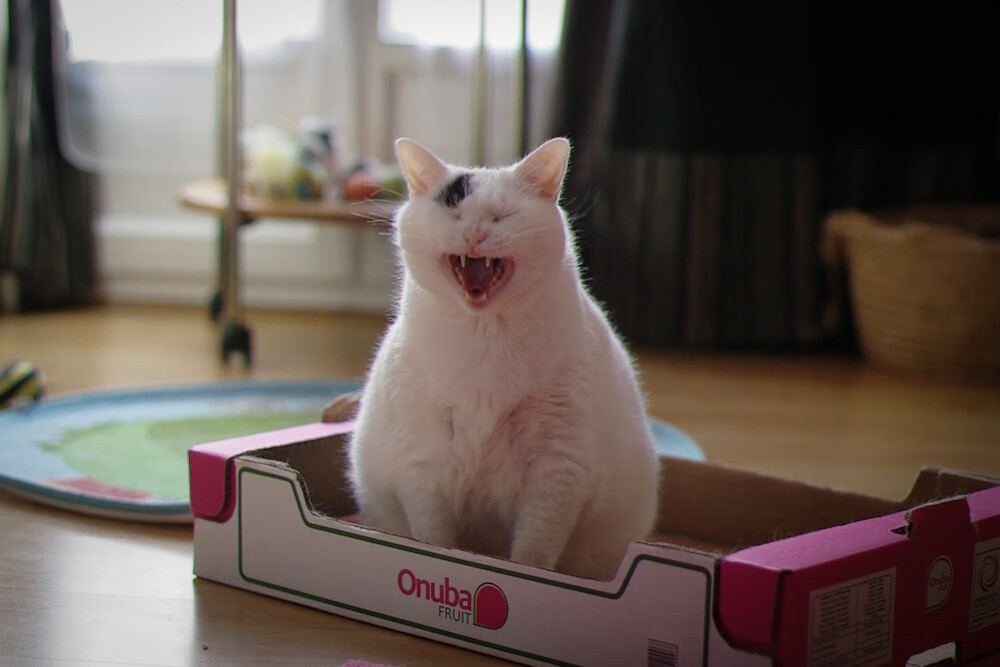 青训小将参加国际训练营展现中国篮球后备力量潜能，国家青训队篮球